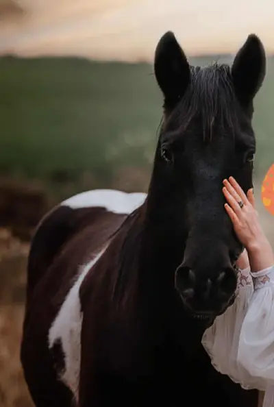 Liebe, bildhübsche Paint Horse Stute