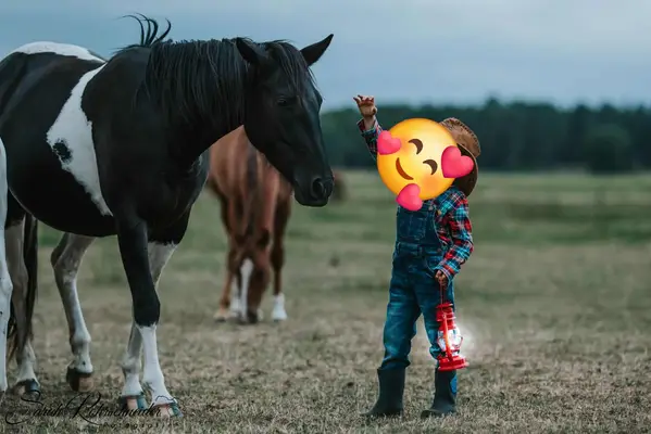 Liebe, bildhübsche Paint Horse Stute