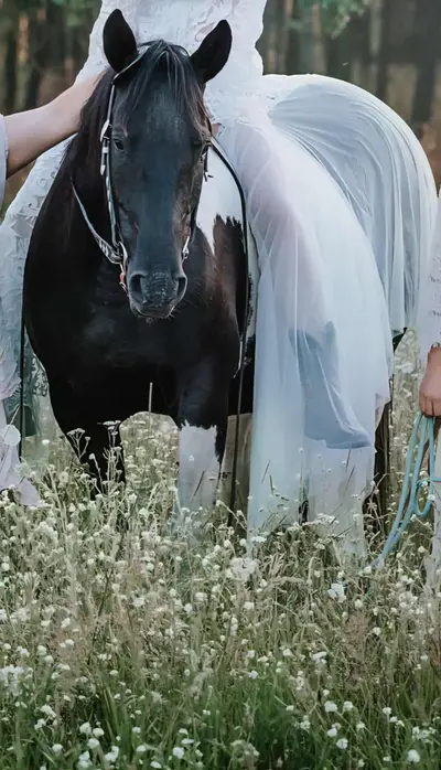 Liebe, bildhübsche Paint Horse Stute