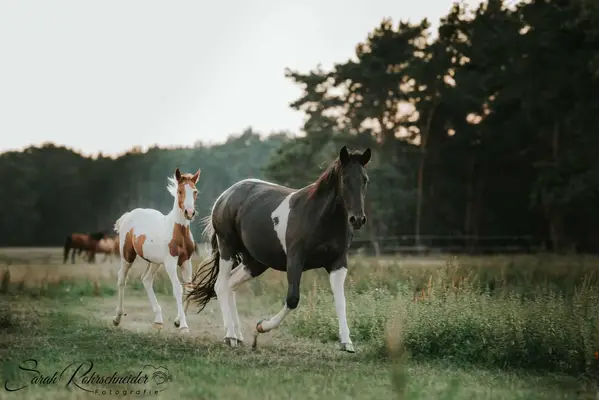 Liebe, bildhübsche Paint Horse Stute