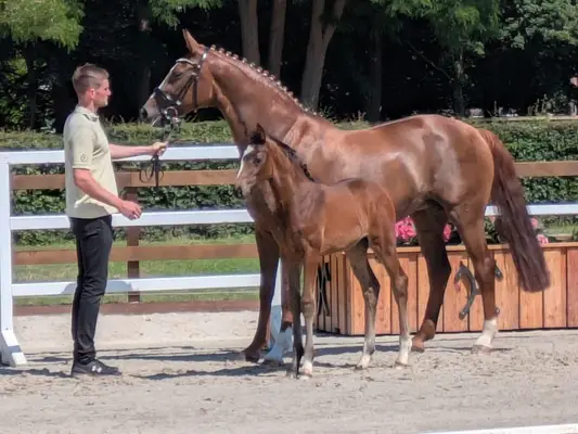 Franziskus x D'amour avec une descendance exceptionnelle