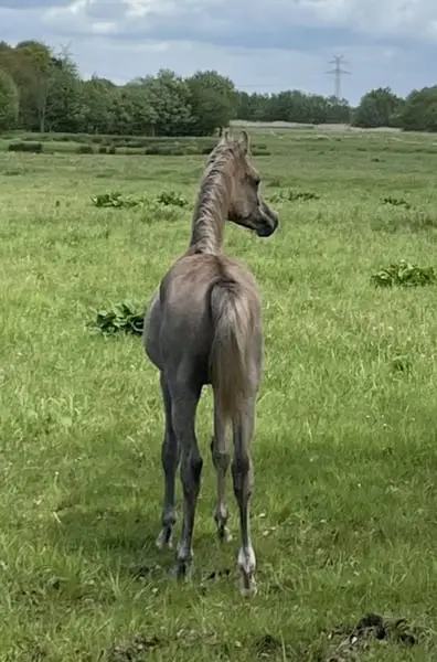Quality Yearling Stallion with Type and Movement