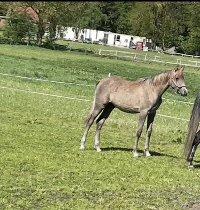 Qualitätvoller Jährlingshengst mit Typ und Gang