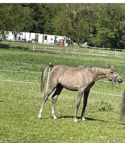 Qualitätvoller Jährlingshengst mit Typ und Gang