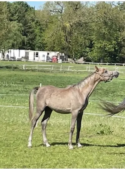 Qualitätvoller Jährlingshengst mit Typ und Gang