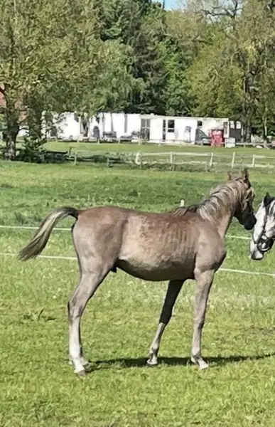 Qualitätvoller Jährlingshengst mit Typ und Gang