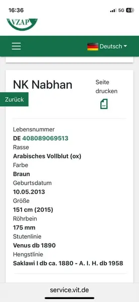 Qualitätvoller Jährlingshengst mit Typ und Gang