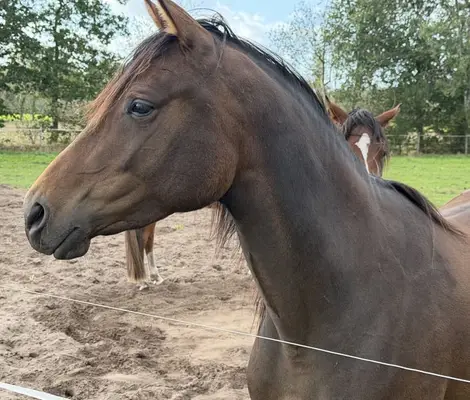 Tipo, tipo, tipo = Trakehner