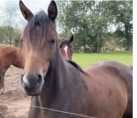 Typ, Typ,Typ = Trakehner
