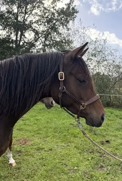 Typ, Typ,Typ = Trakehner