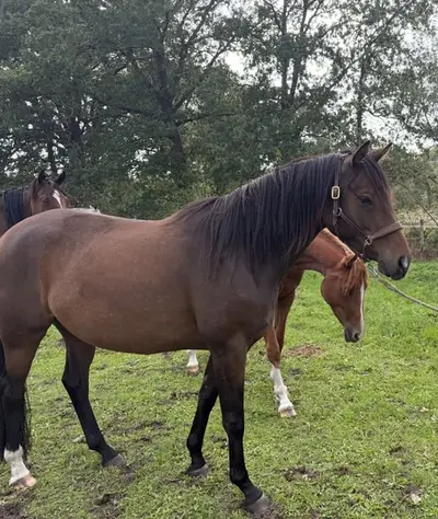 Typ, Typ,Typ = Trakehner