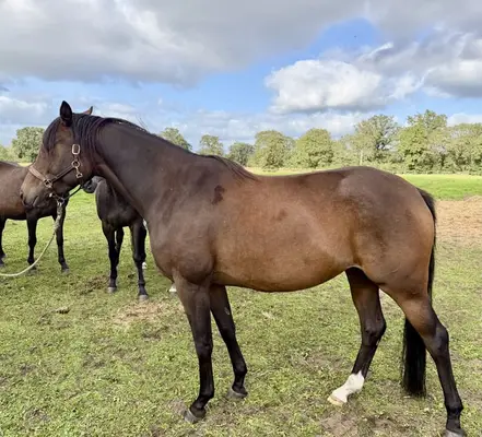 Typ, Typ,Typ = Trakehner