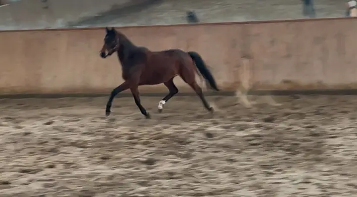 Typ, Typ,Typ = Trakehner