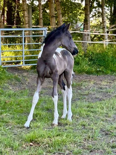 Toller Hingucker sucht sein für immer Platz!