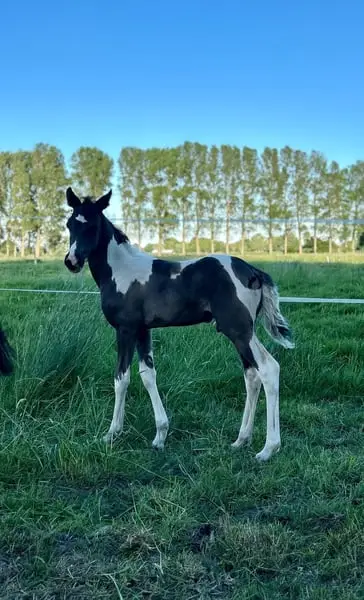 Toller Hingucker sucht sein für immer Platz!