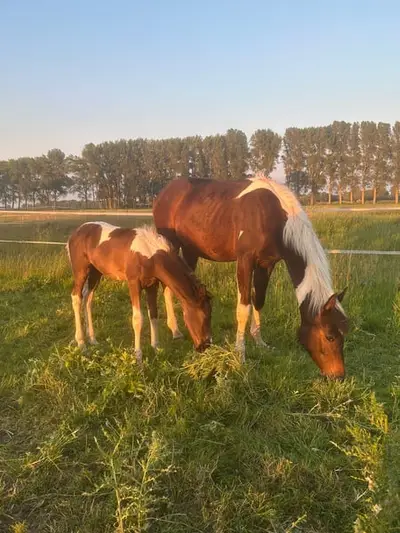 Toller Hingucker sucht sein für immer Platz!