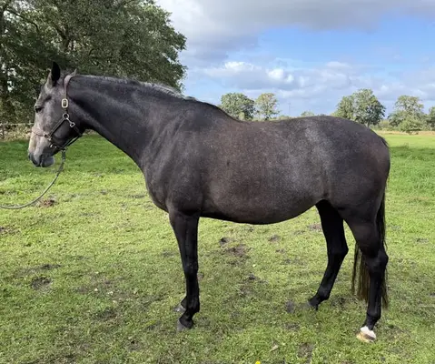 Nachwuchspferd zum weiter ausbilden