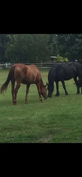 Pferdehof/Reitanlage