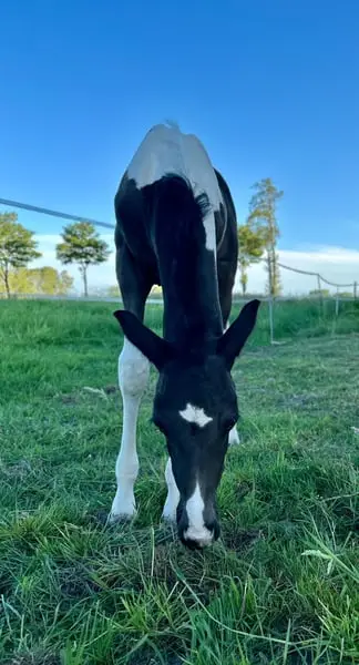 Ferdinand sucht sein Glück!