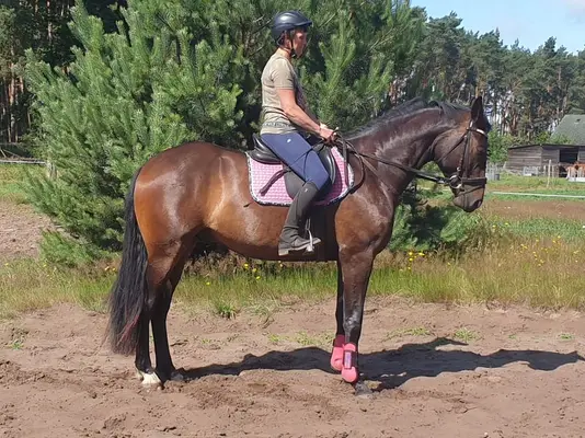 Caballo de 4 años hijo de Delorean - Lord Fantastic