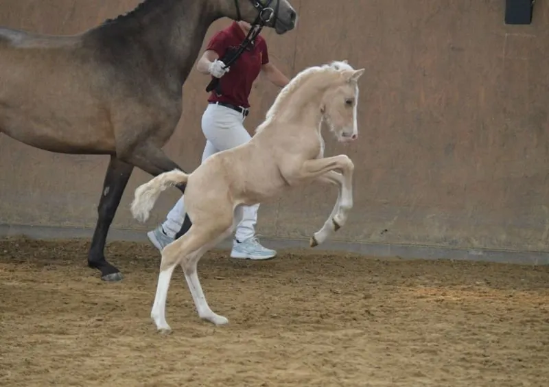 Charmantes Hengstfohlen v. FS Mr. Right - Destar - Cassini