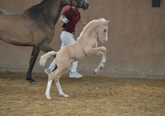 Charmant poulain étalon de FS Mr. Right - Destar - Cassini
