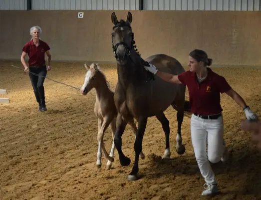 Charmantes Hengstfohlen v. FS Mr. Right - Destar - Cassini