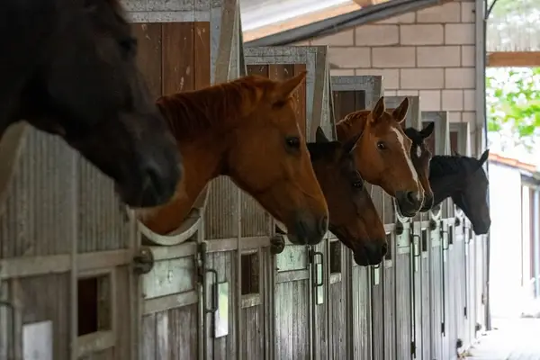 Reitanlage in Alleinlage bei St.Wendel zu verkaufen – fast 15 Hektar Land im Eigentum!