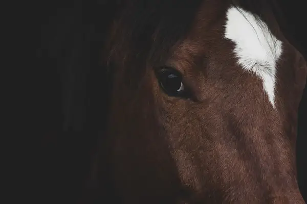 Reitanlage in Nordrhein-Westfalen im exklusiven Segment– Diskreter Verkauf (Secret Sale)