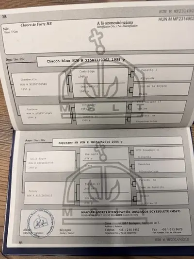 Schöner Hengst mit ausgezeichneter Springtechnik