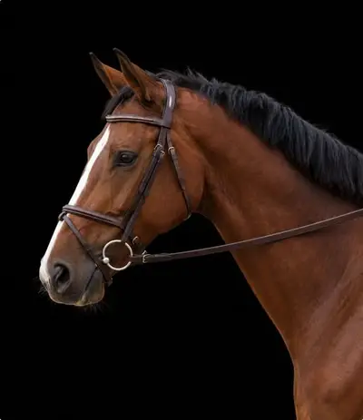 Caballo castrado de 7 años con mucha calidad de salto y perspectiva