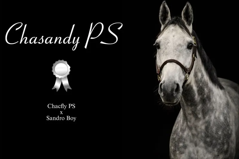 Chasandy PS – talentierte Springstute mit Perspektive