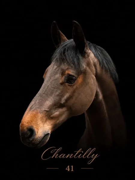 Chantilly 41 – Talentierter Deutscher Sportpferde-Wallach