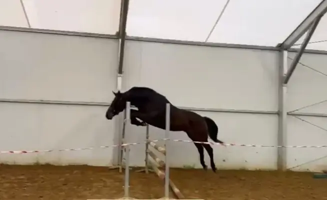 Caballo castrado de tres años por Stakkato – prometedor para el deporte de alto rendimiento