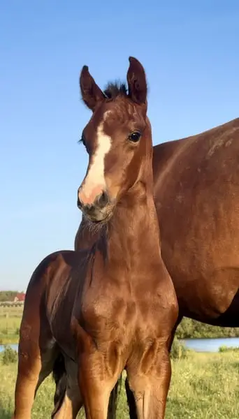 Foal by Ermitage Kalone