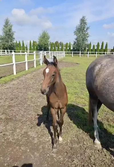Colt, offspring of Diamant de Semilly x Stakkato