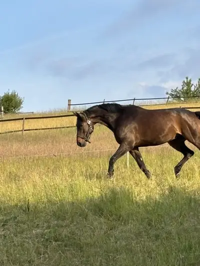 Vollberitt Dressur/ Anreiten - S***
