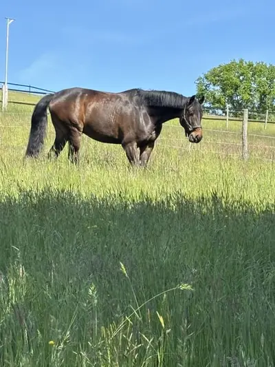Vollberitt Dressur/ Anreiten - S***