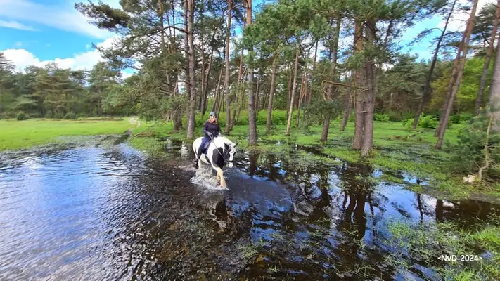 Pferdehotel in der Veluwe!!