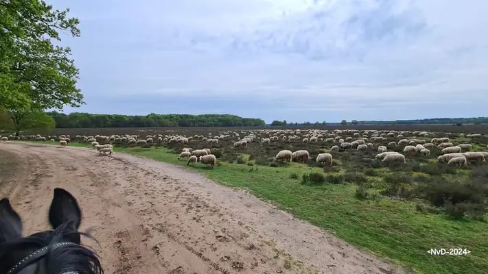 Pferdehotel in der Veluwe!!