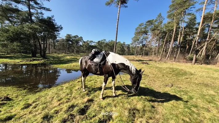 Pferdehotel in der Veluwe!!