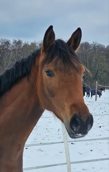 Edles Stutfohlen mit sehr guten Bewegungen