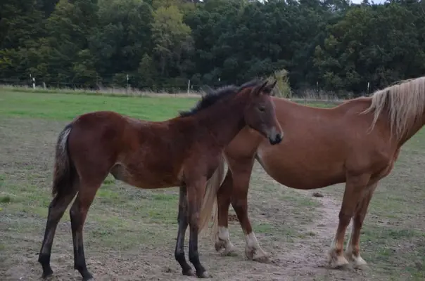 Reitpony- Stute zu verkaufen