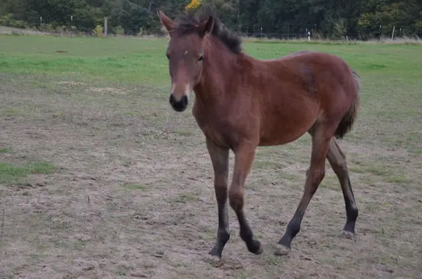 Reitpony- Stute zu verkaufen