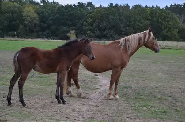 Reitpony- Stute zu verkaufen