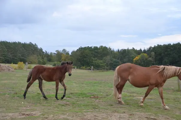 Reitpony- Stute zu verkaufen