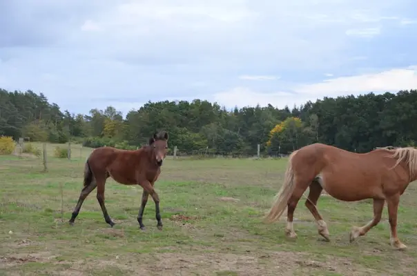 Reitpony- Stute zu verkaufen