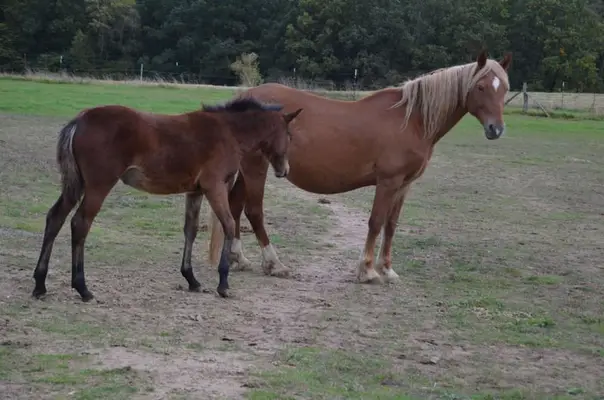 Reitpony- Stute zu verkaufen