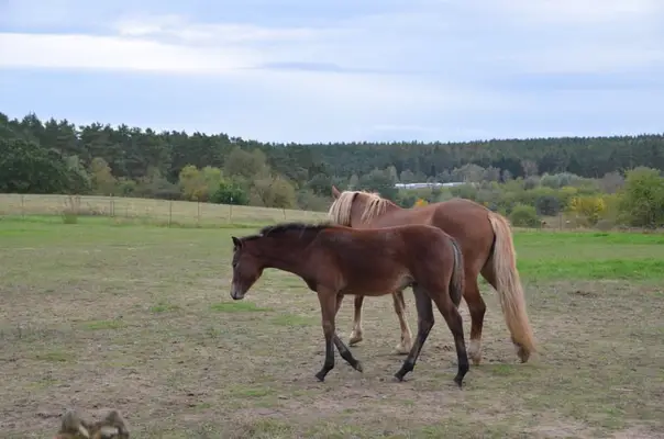 Reitpony- Stute zu verkaufen