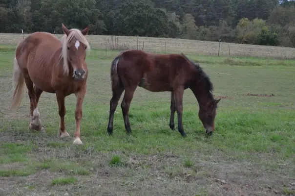 Reitpony- Stute zu verkaufen